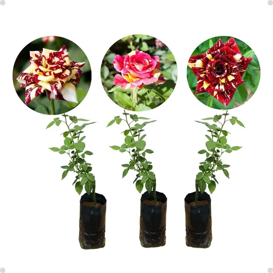 Rosas Abracadabra Bicolor - 3 Mudas Variadas Na Promoção