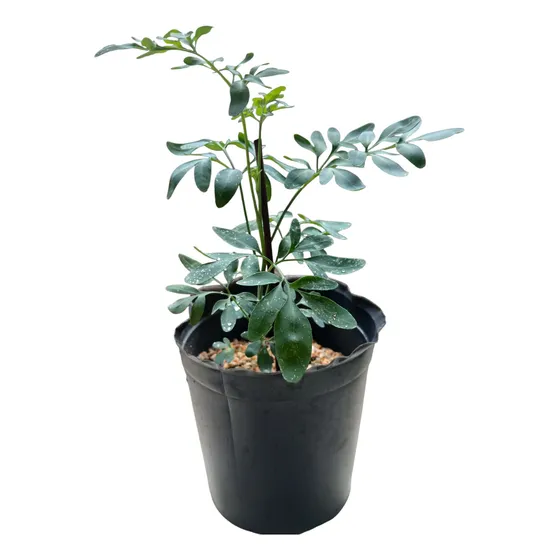 Planta Ruda