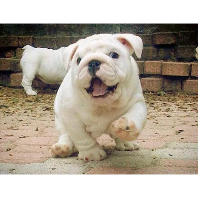 Cachorros Bulldog Ingles Blanco Perros Medellín Cali Bogotá