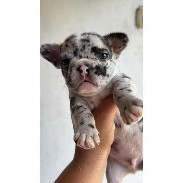 Cachorro Bulldog Francés Merle