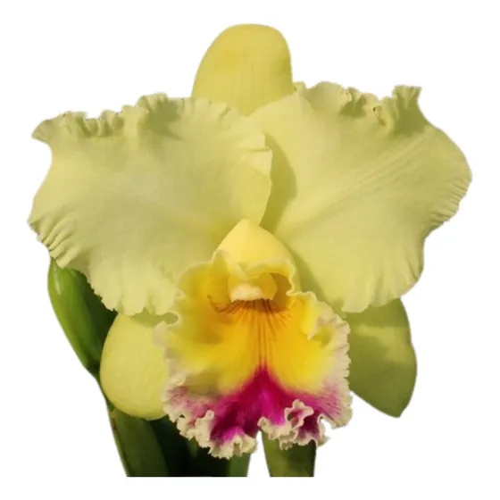 Orquídea Blc Goldenzelle * Taida * - * Adulta *