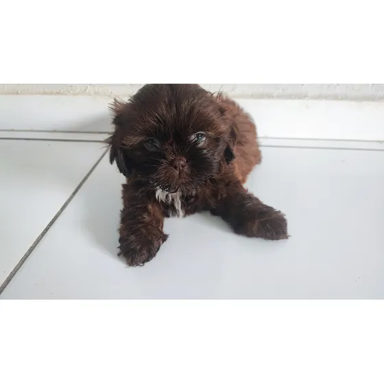 Shihtzu Filhote  Mini Para  Compania  Apto