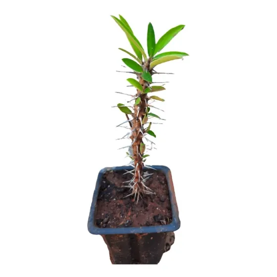 Suculenta Coroa De Cristo Euphorbia Milii - 02 Mudas