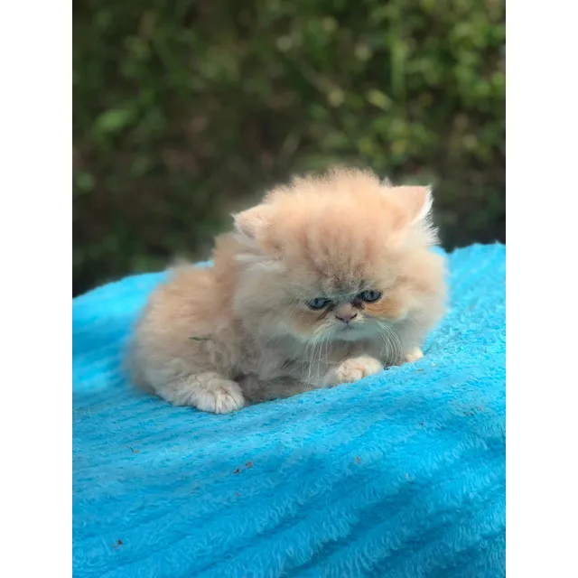 Gata Persa Extrema Hembra Animal Pets Colombia 