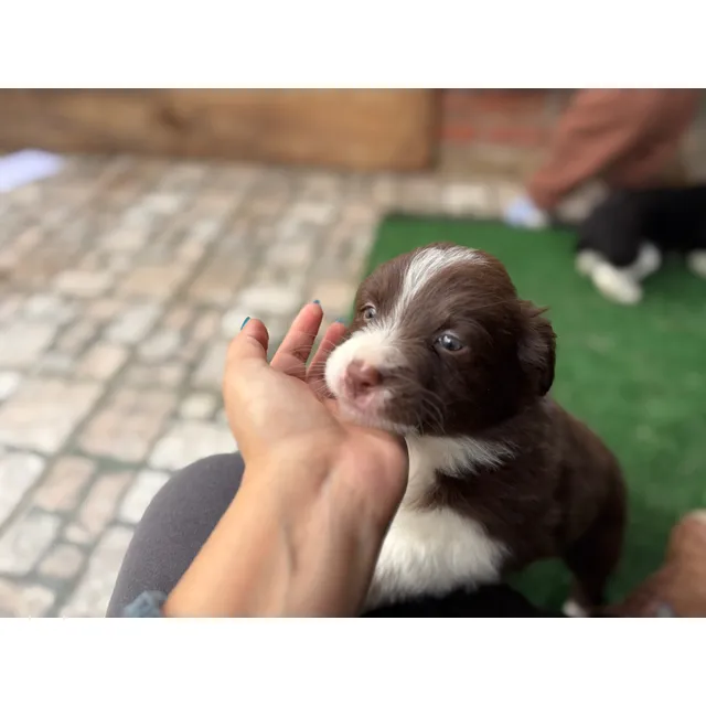 Cachorros Border Collie Inscritos