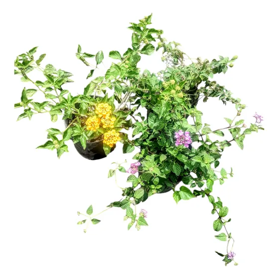 Lantana Montevidensis - Planta Nativa - Maceta 3 Litros