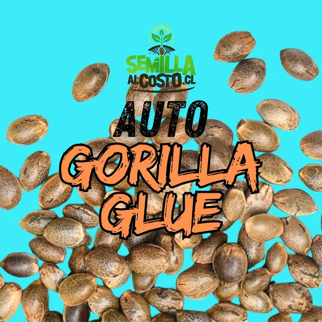 Promo Semilla Colección Gorilla Glue Auto Pack 30 Sem Granel