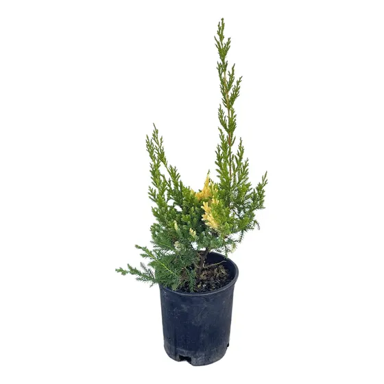 Juniperus Chinensis Expansa Variegata, Enebro Rastrero Cons