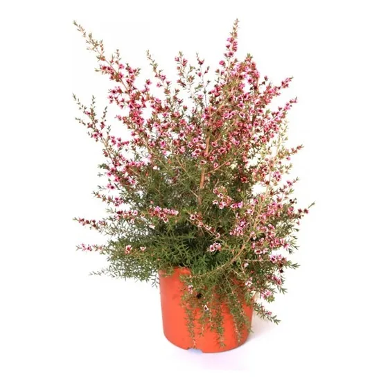 Leptospermum Scoparium  Leonard Wilson 