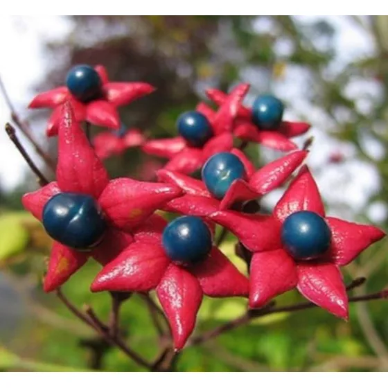 Clerodendro Glorioso Flor Perfumada Semente P/ Muda E Jardim