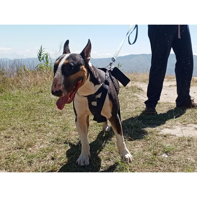 Busco Novia Bull Terrier