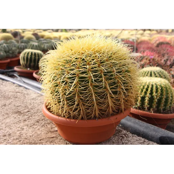 200 Semillas De Echinocactus Grusonii Asiento De Suegra