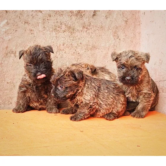 Cachorros Cairn Terrier Machos Con Pedigree