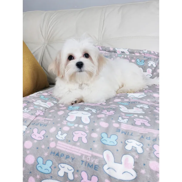 Cachorros Bichon Maltes Blancos - Pequeños Para Departamento