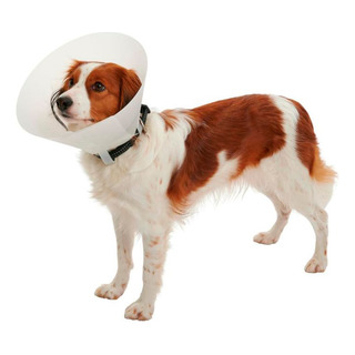 Mega Oferta Collar Isabelino Plastico Para Mascotas Small Mega Oferta Collar Isabelino Plastico Para Mascotas Small