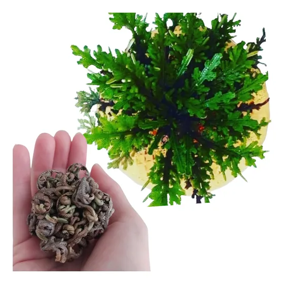 Kit Com 10 Rosas De Jericó Planta Da Ressurreição