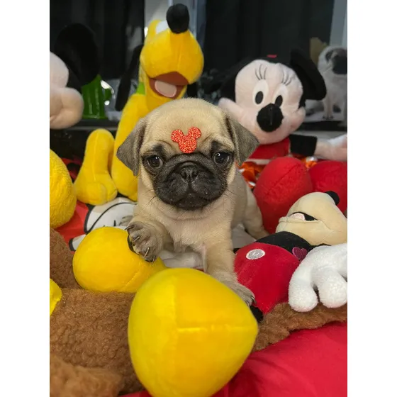 Lindissima Filhote Pug Abricot Abricot