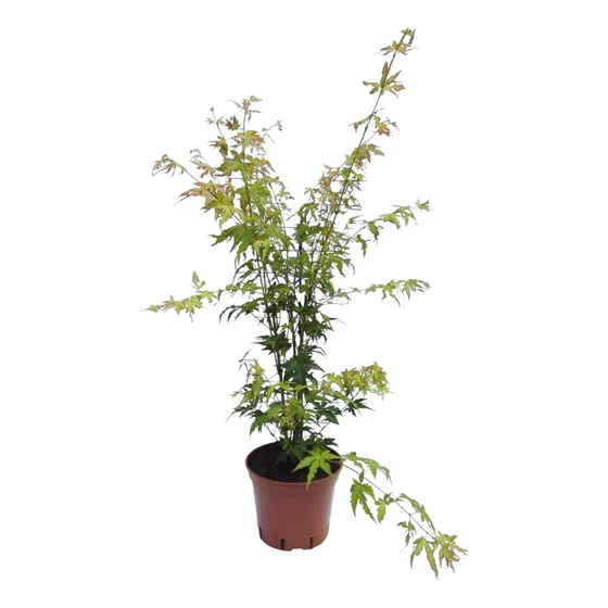 Arce Palmatum 100 Cm Otoña Rojo - Árbol Exterior En Maceta