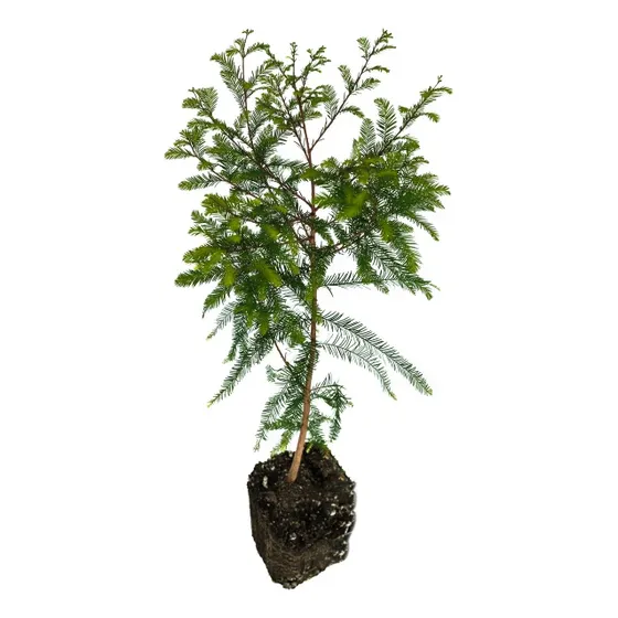 Ciprés De Los Pantanos/ Ciprés Calvo- Taxodium Distichum)