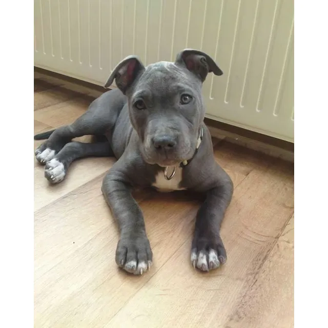 Cachorros American Stanford Blue Perros Medellín Colombia