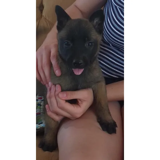 Pastores Belga Malinois 2 Meses 29 De Junio 2025