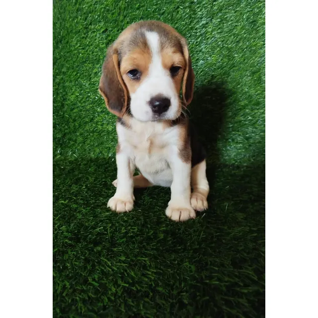 Cachorros Beagle 