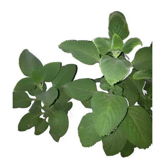 Boldo De La India Plectranthus Barbatus