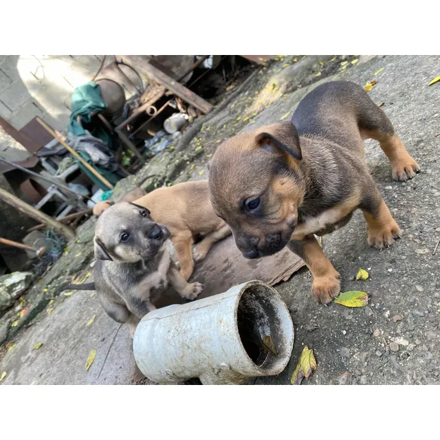 Cachorros Pitbull
