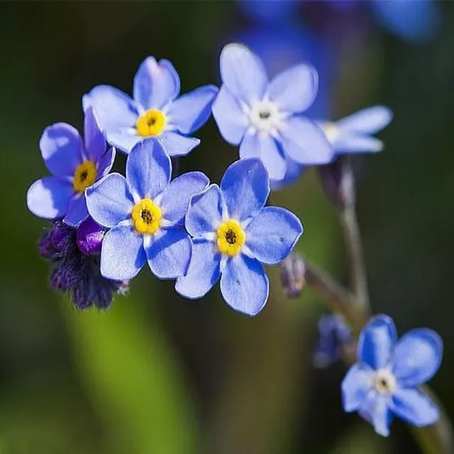 40 Semillas De Myosotis Alpestris Blue (no Me Olvides)