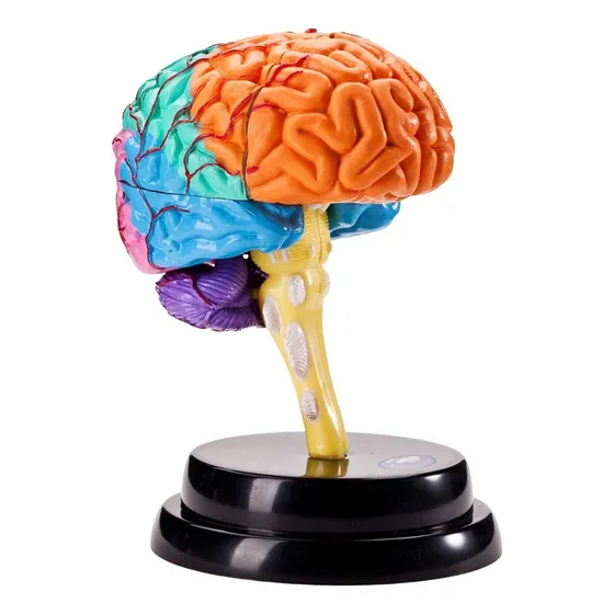 A Ferramenta De Anatomia Do Cérebro Modelo De Função