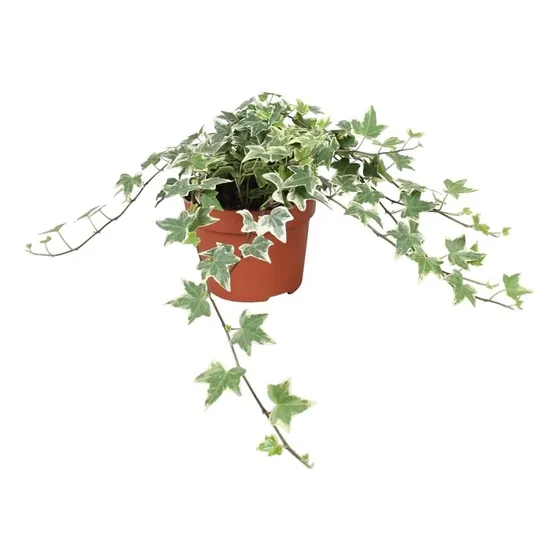 Planta Hiedra - Ideal Jardines - Envíos