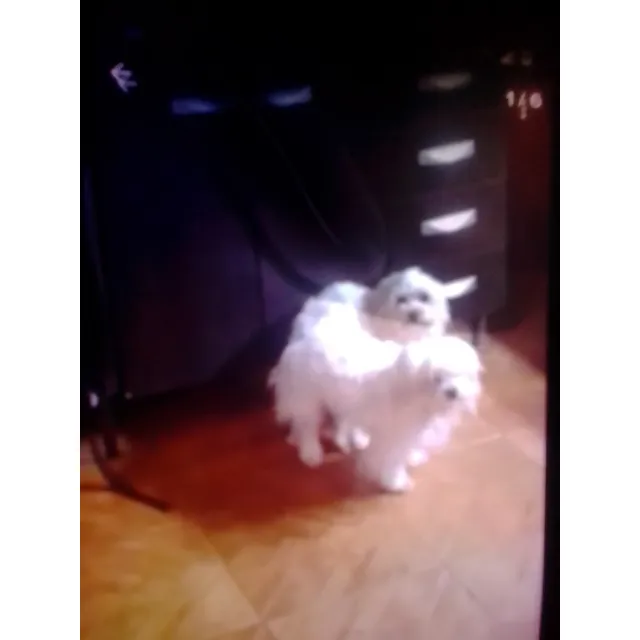 Bichón Maltes Linea Americana