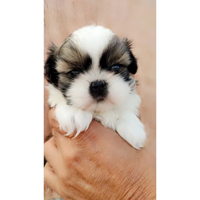 Perrita Shitzu Shih Tzu Shihtzu Super  Mini Pura Y Linda