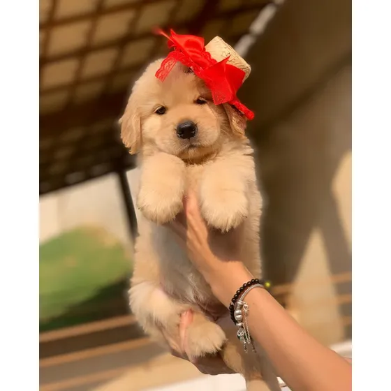 Golden Retriever Filhotes
