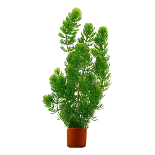 Planta Acuatica Cola De Zorro Acuario Pecera