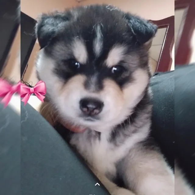 Cachorro Husky Siberiano