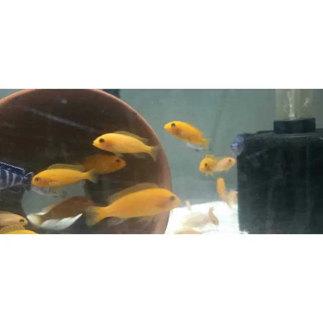 Ciclidos Africano Aulonocara Cebra Naranja