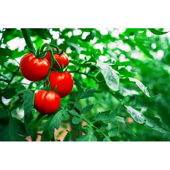 Abono Nutrien Plantas Hidr Potasio Deshidratado Uso Agricola