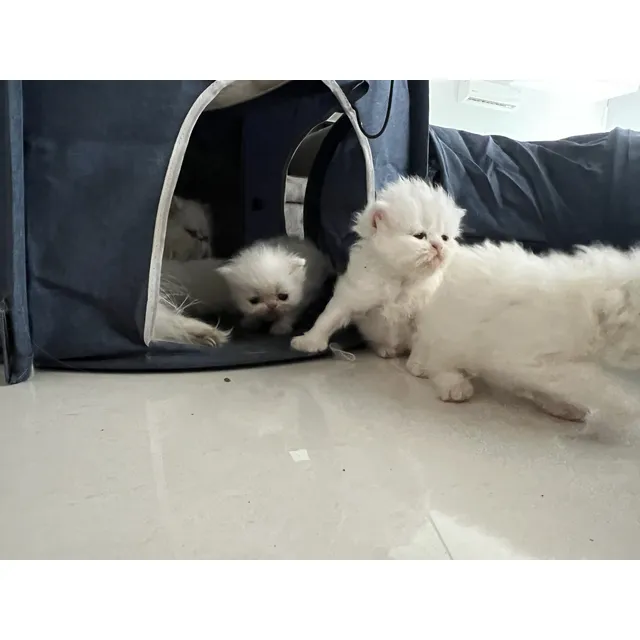 Gato Persa
