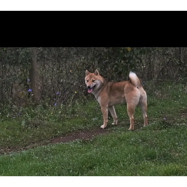 Macho Shiba Inu Inscrito Rojo