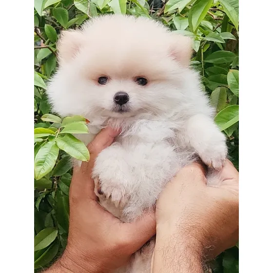 Filhote Macho Spitz Alemão Anão 