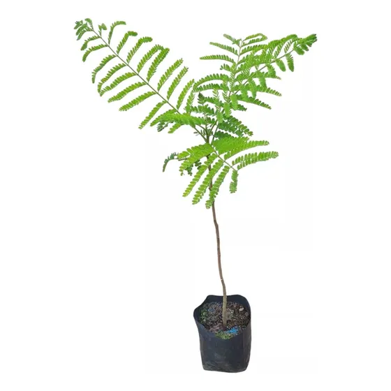 Árbol Ibirapita Sombra !!!