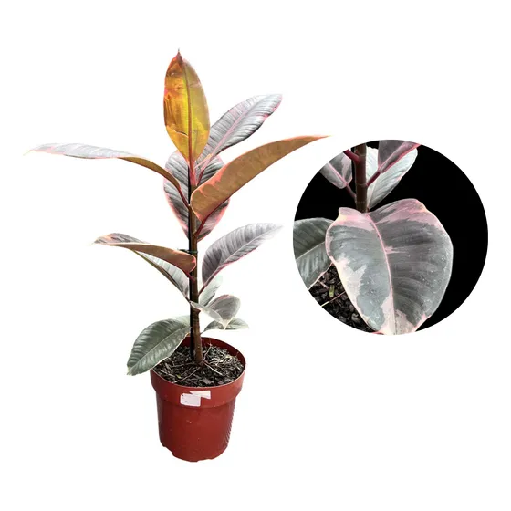 1 Muda De Ficus Elastica Ruby -bem Embalada Acompanha Vaso!!