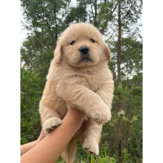Filhotes De Golden Retriever Excelente Linhagem