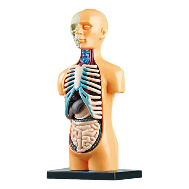Is Modelo De Cuerpo Humano 3d Anatómico For Educación