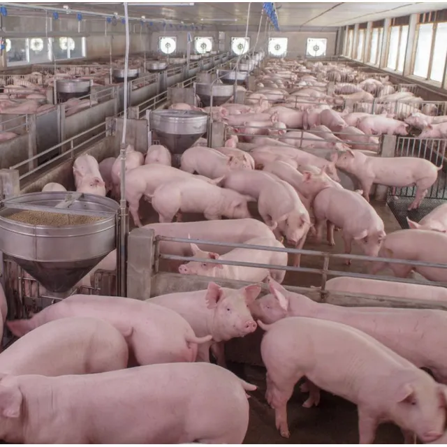 Cerdo Para Matadero