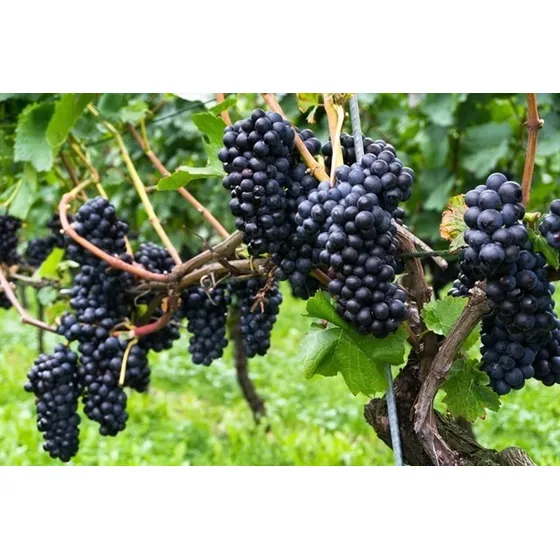 Uva Pinot Noir P/ Vino Arbolitofrutal No Semilla Plantula