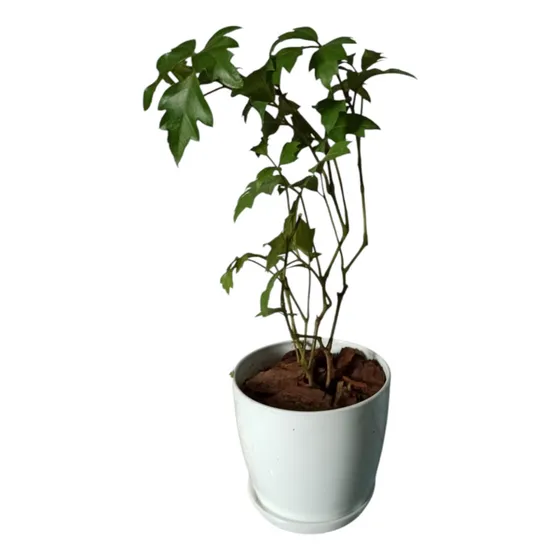 Cissus + Maceta Premium N12 + Plato / Plantas De Interior