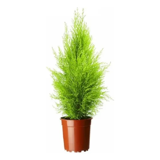 Pino Limon Natural 80cm