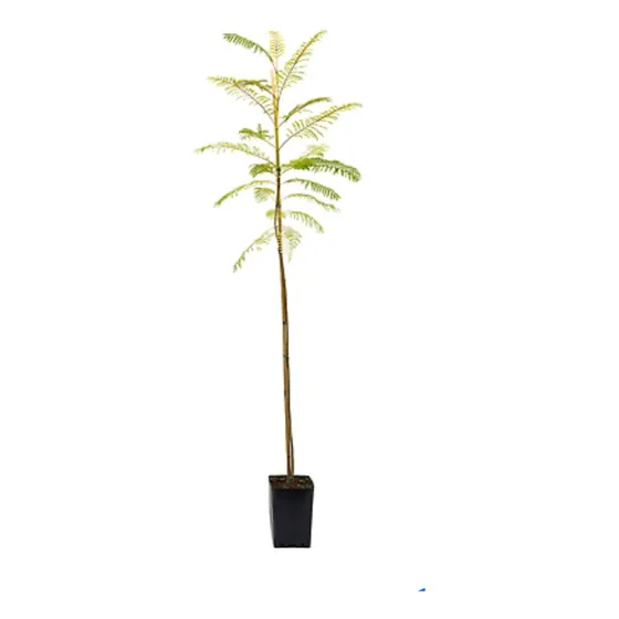 Jacaranda Árbol De 1.8 Mts